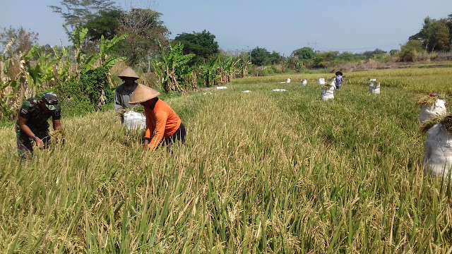 Babinsa Koramil 23/Ceper Bersama Petani Memotong Padi