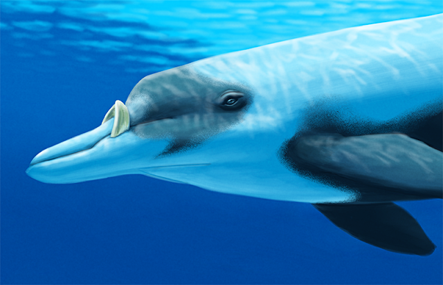 Uzun dişli gagalı balina