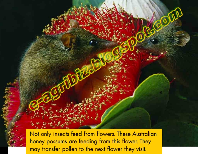 Differences b/w Animal and WindPollinated Plants? EAgriBusiness