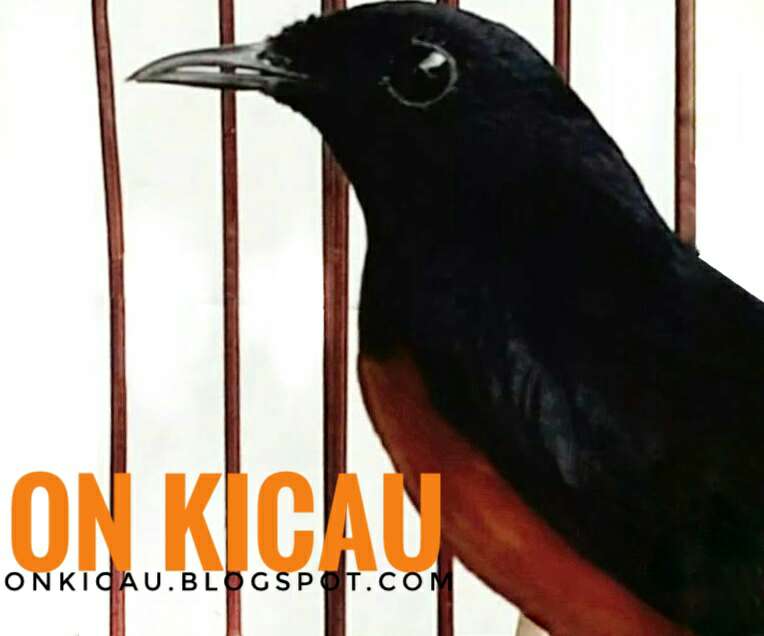 Kelebihan Murai Batu Paruh Celah On Kicau