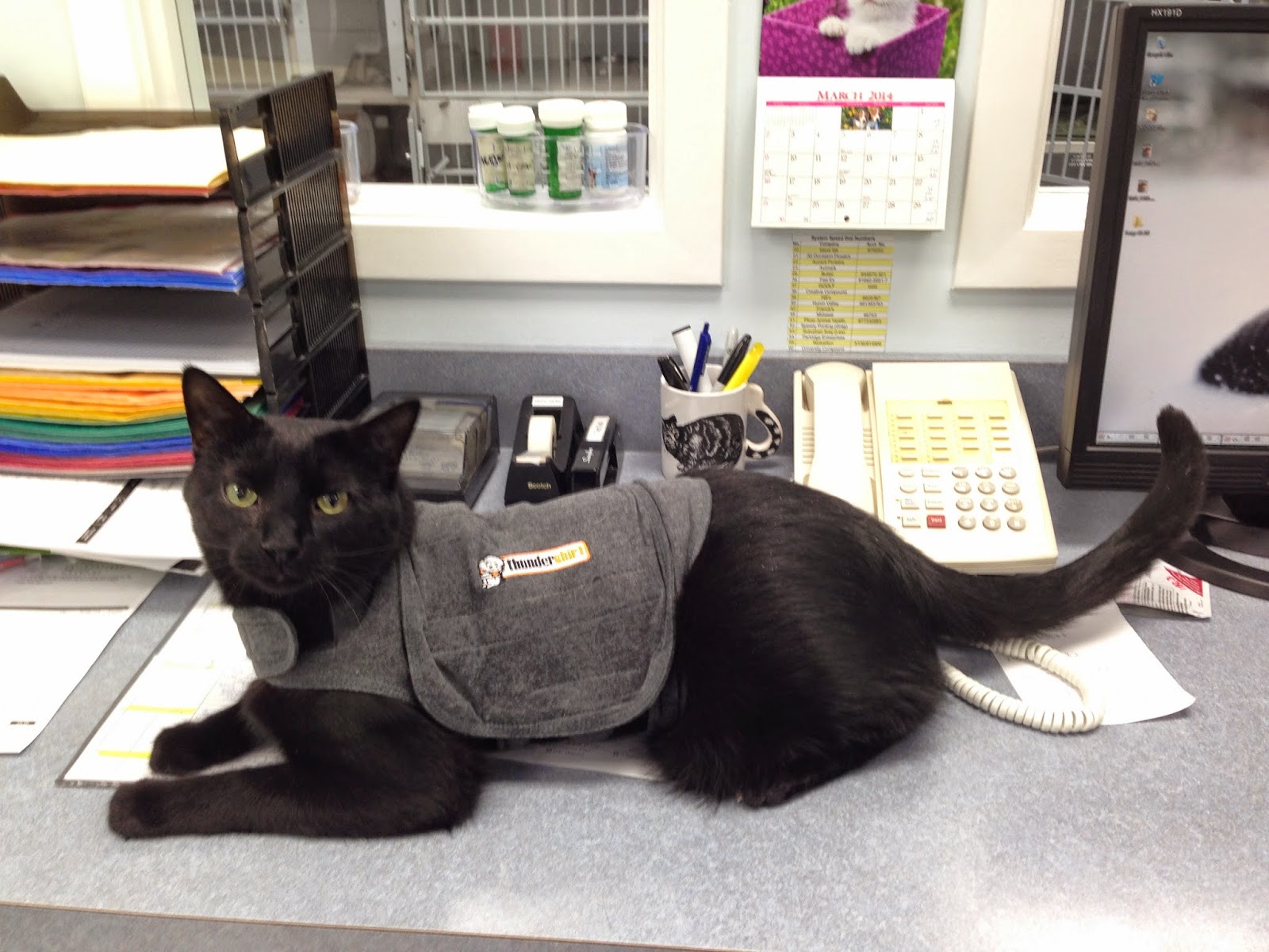 Black cat in Thundershirt | Exclusively Cats Veterinary Hospital Waterford, MI