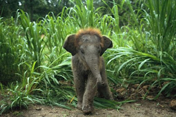 فيل صغيرة محتجزة في اقفاص بالصين بعد نقلها من زيمبابوي