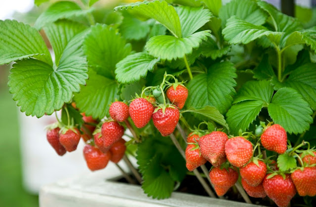 vitamin c buah strawberry meningkatkan daya imun tubuh