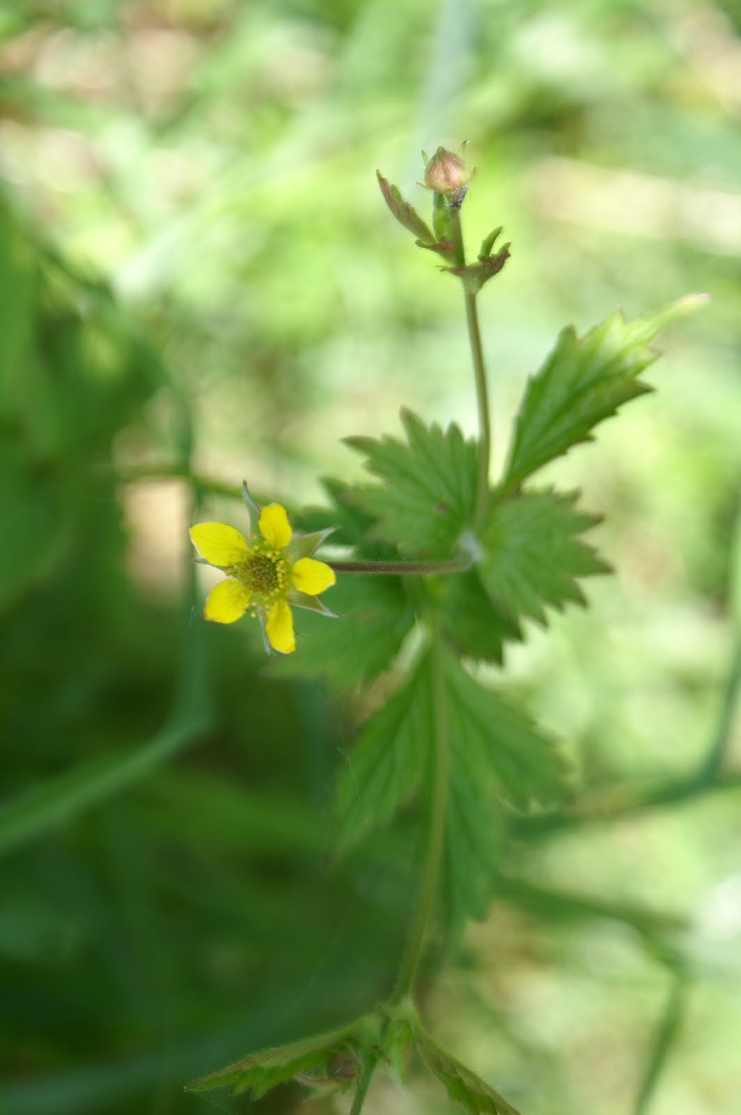 Doğayı Keşfederken haziran ayinda cevrenizde gorebileceginiz yabani