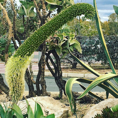 plantas, universidad de alicante, UA