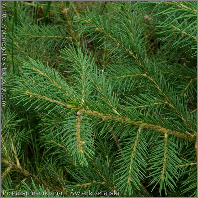Picea schrenkiana needles - Świerk ałtajski igły