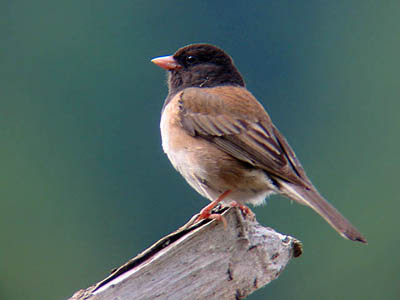 Photo of Dark-eyed Junco on stump Photo of Dark-eyed Junco on stump