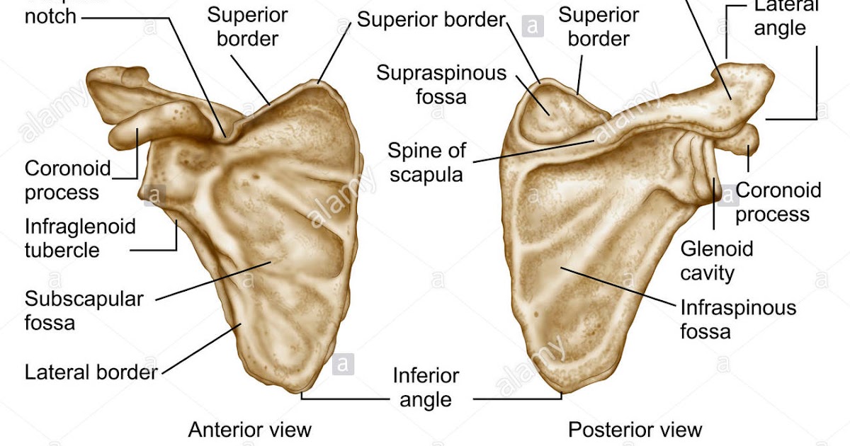 SCAPULA BONE