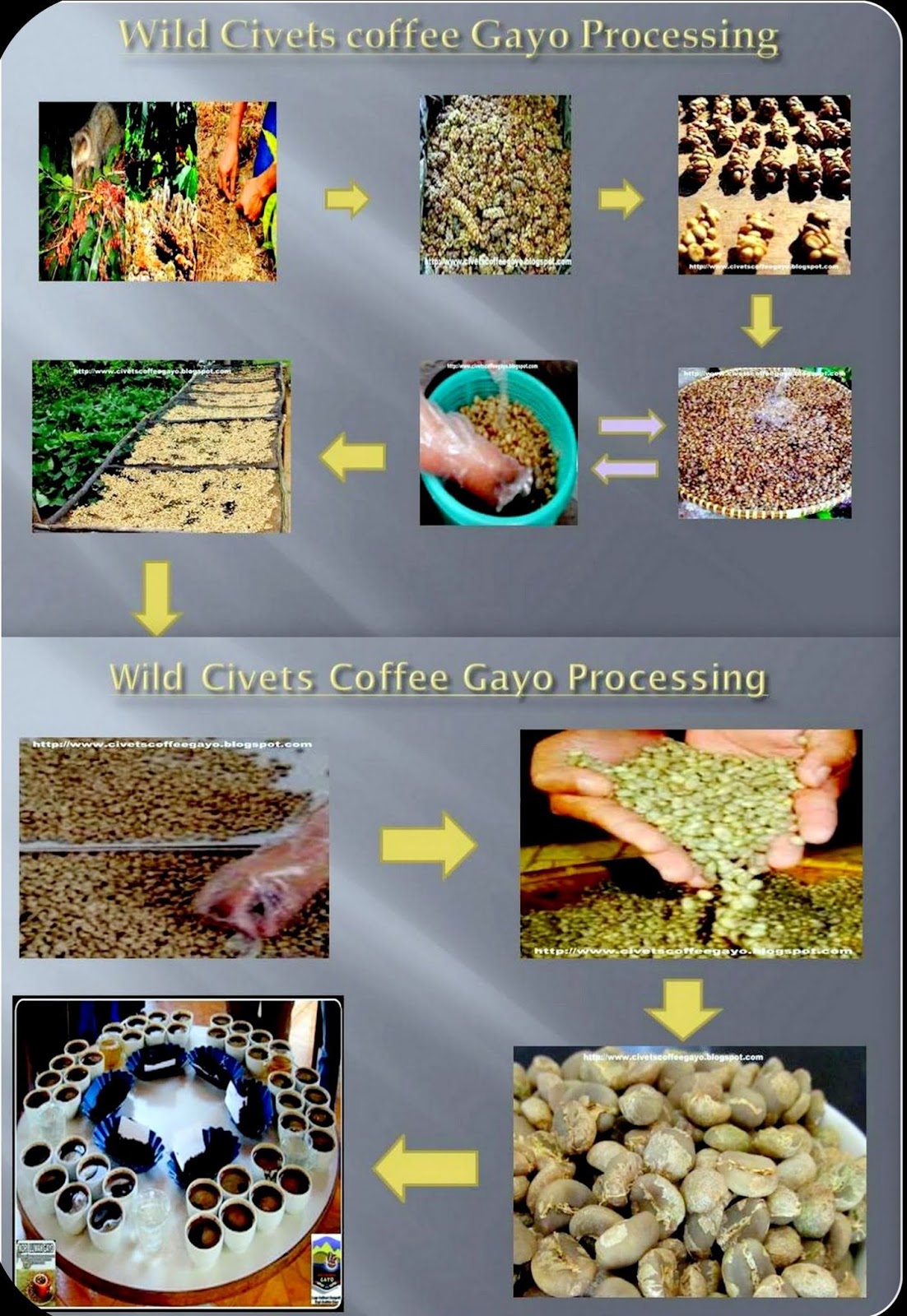 Coffee Luwak , Wild Civet Coffee Origin, KopiLuwak From Indonesia Origin