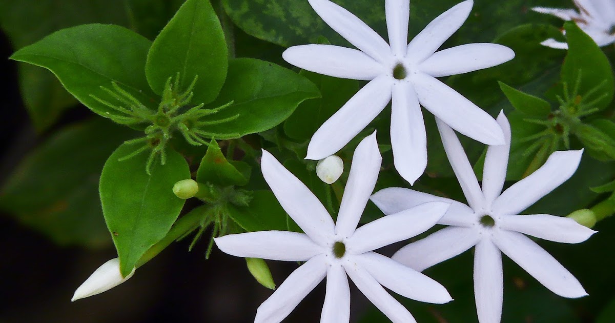 Travaldo�s blog Jasminum multiflorum Star jasmine care