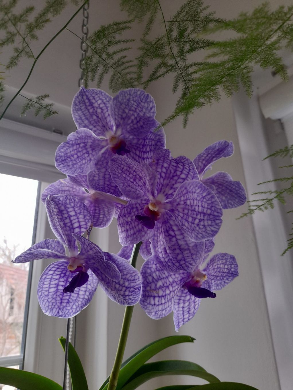 orhideja_cvijeće_uredi-dom