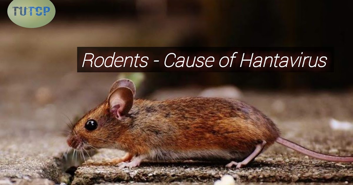 What is Hantavirus and how does it spread