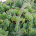 Hens and Chicks Plant (Lat. Sempervivum tectorum) - protector of your home