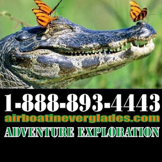 everglades airboat rides shark valley airboat tours