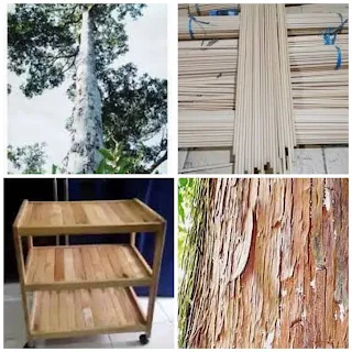 Mengenal kekurangan dan kelebihan kayu ramin serta manfaatnya yang jarang orang tahu