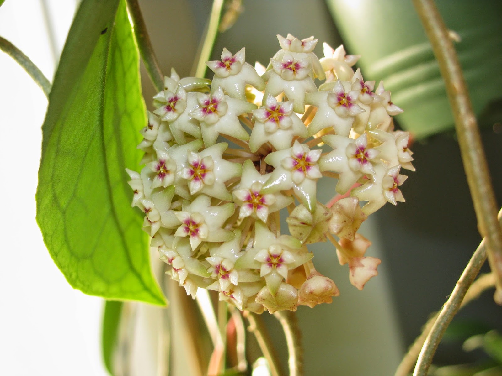 Хойя аргентина принцесса