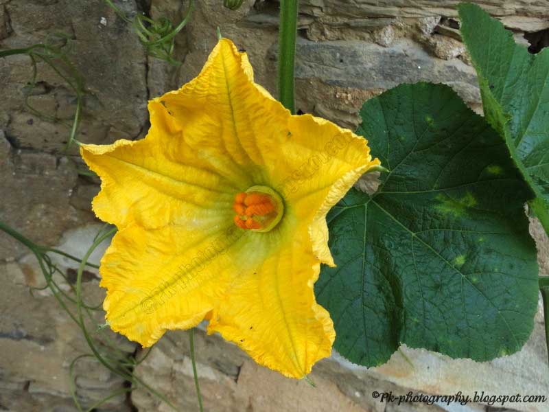 Pumpkin Flowers Nature, Cultural, and Travel Photography Blog
