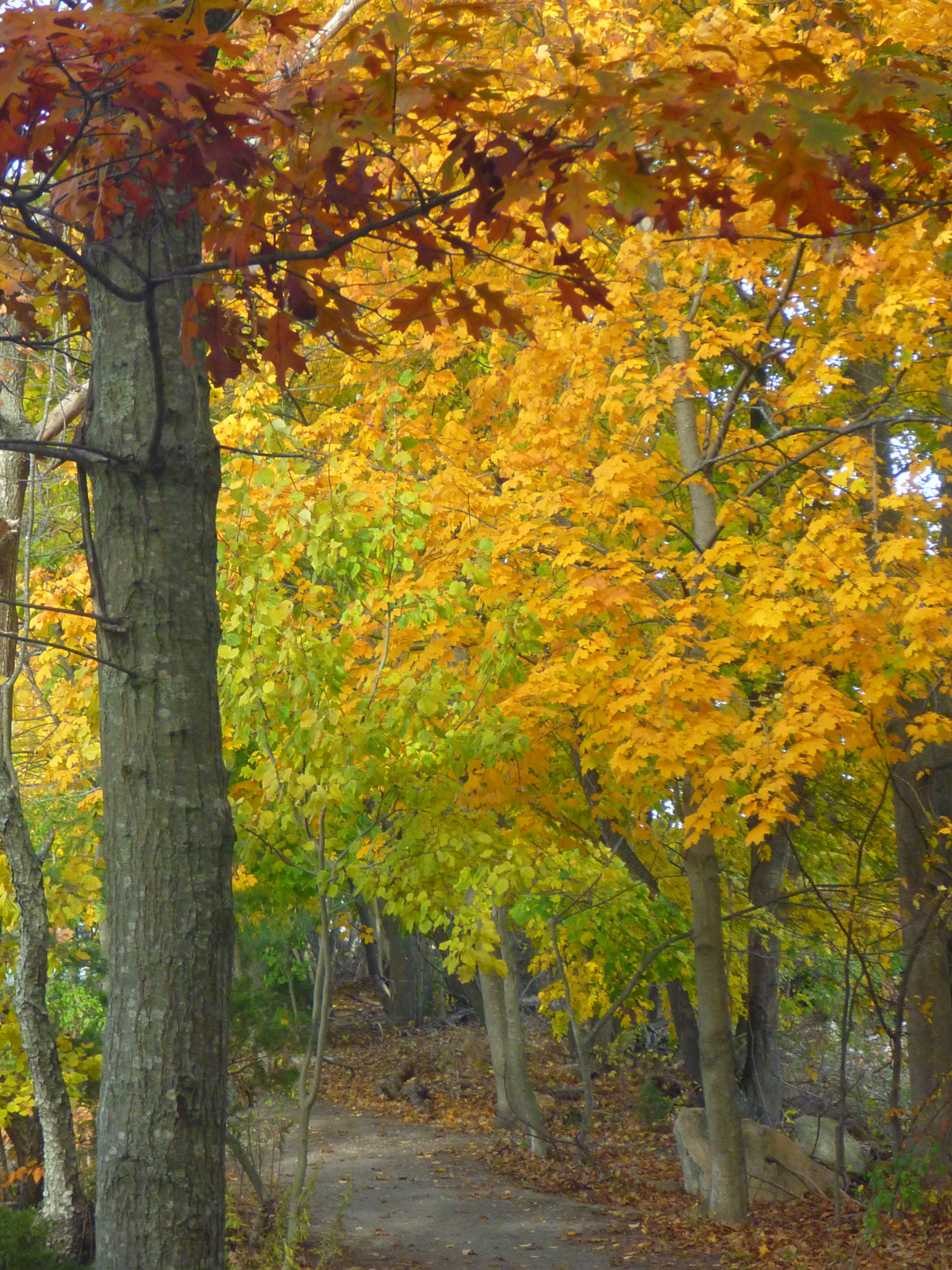 Trailing Ahead Herring River Trail a short path following the Old Colony Railroad line