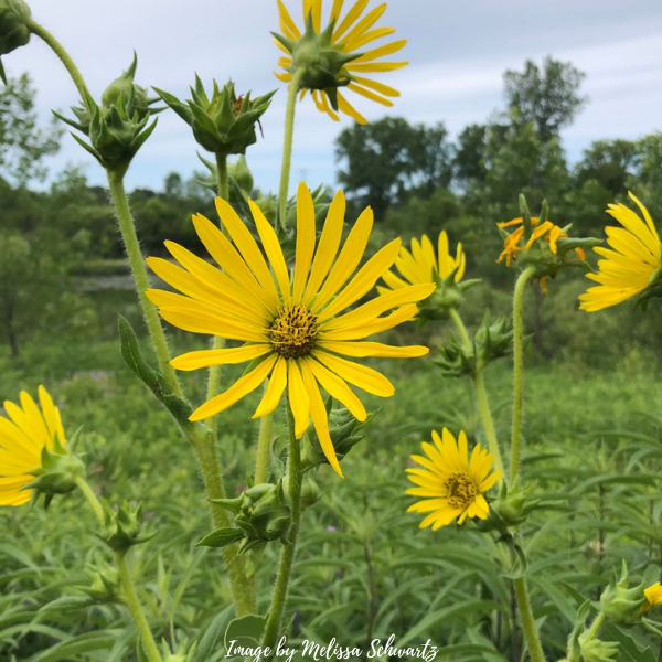 Brilliant and bold compass flowers at Havenwoods State Forest.