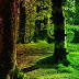 G2R Light Beam Forest Escape