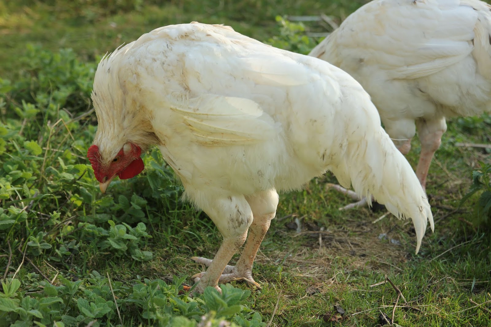 Wry Neck/Torticollis What is it & Initial Treatment The Upside down