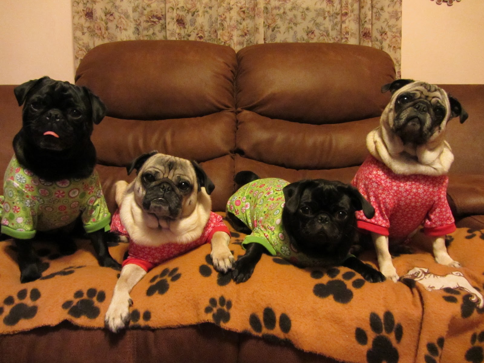 A Day in the Life of Pugs: New Christmas Pajamas