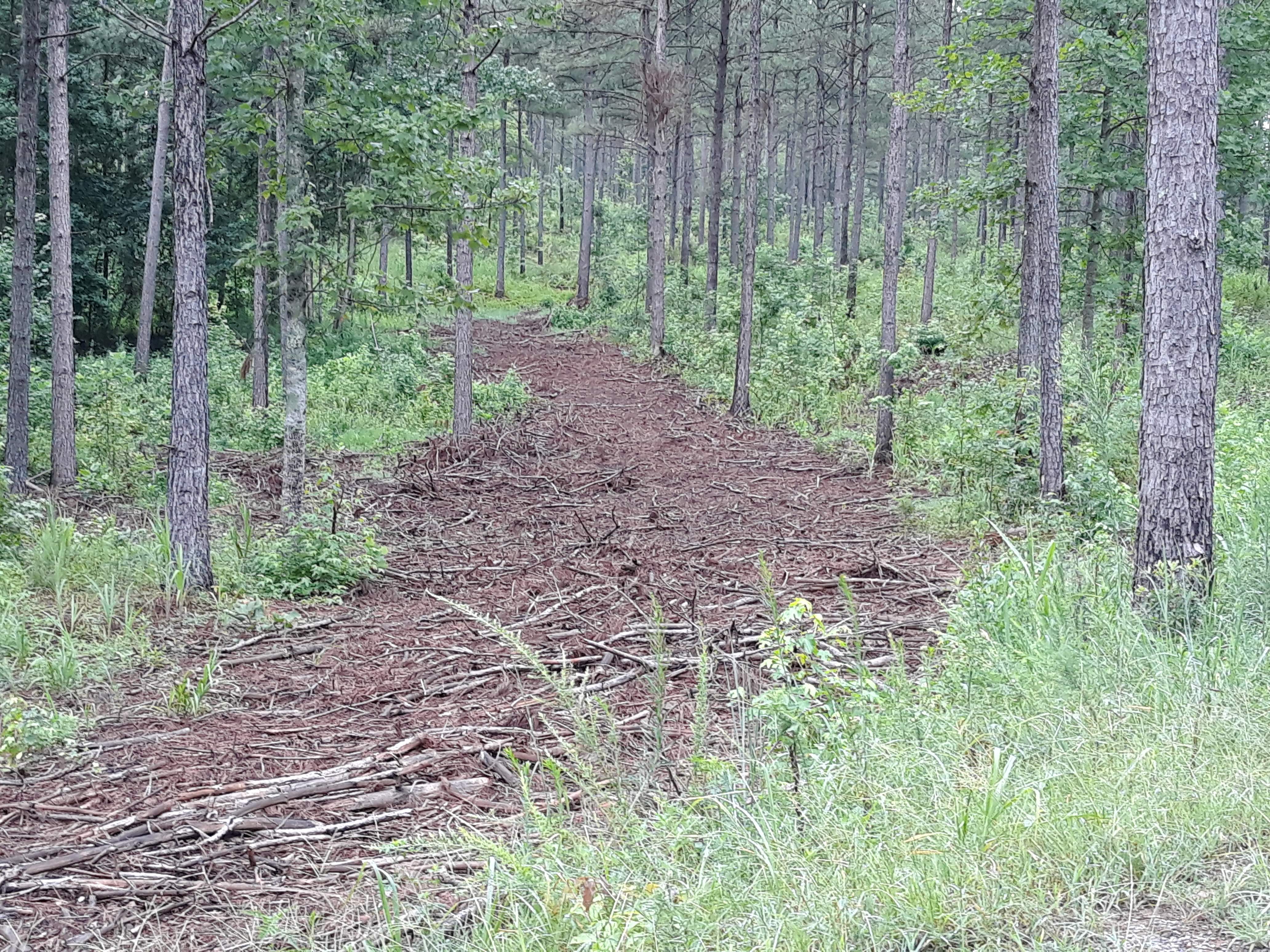 Dewberry Lands Good Forest Management