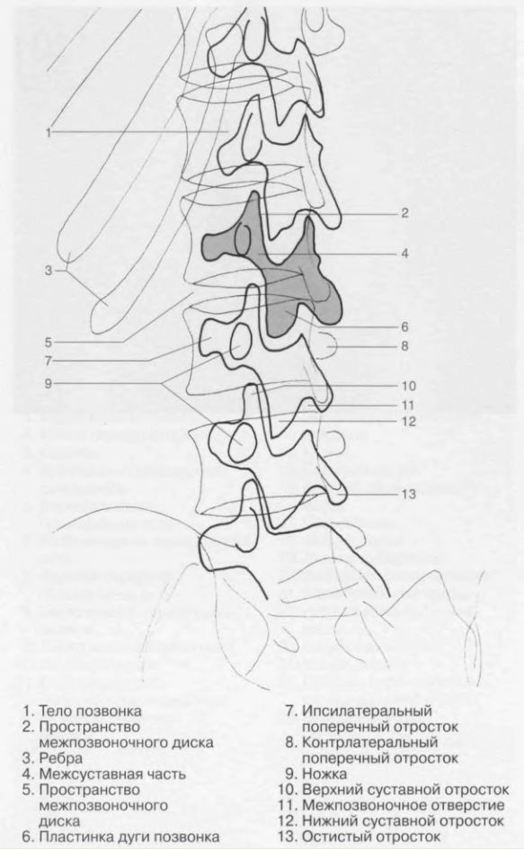 дорсалгия локальный статус. дорсалгия крестцового отдела позвоночника. дорсалгия поясничного отдела позвоночника карта. дорсалгия шейно грудного отдела позвоночника. дорсалгия поясничного отдела позвоночника карта.