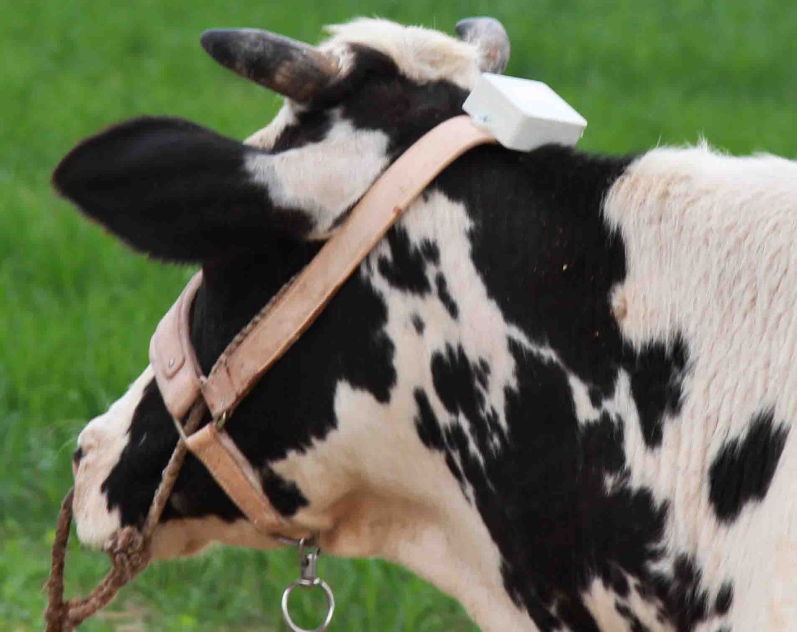 GRAIN Nigeria Cowlar….Smart Neck Collars for Dairy Cows
