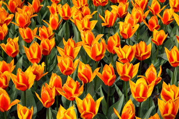 flowers for flower lovers.: Red yellow tulips flowers ...