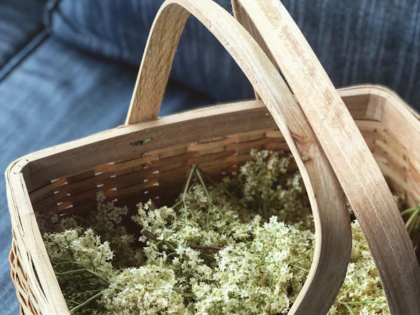 Homemade Elderflower (Cordial) Soft Drink 