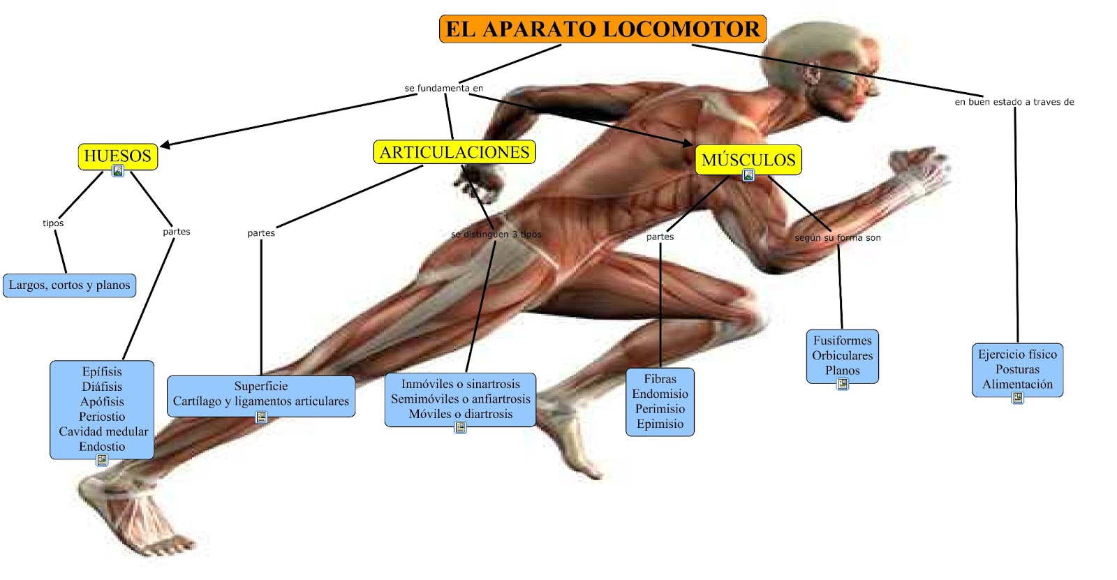 Aparato locomotor para que sirve