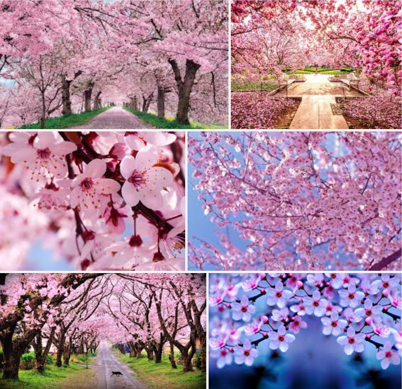 Cherry blossoms in Benguet province will soon boost local tourism in ...