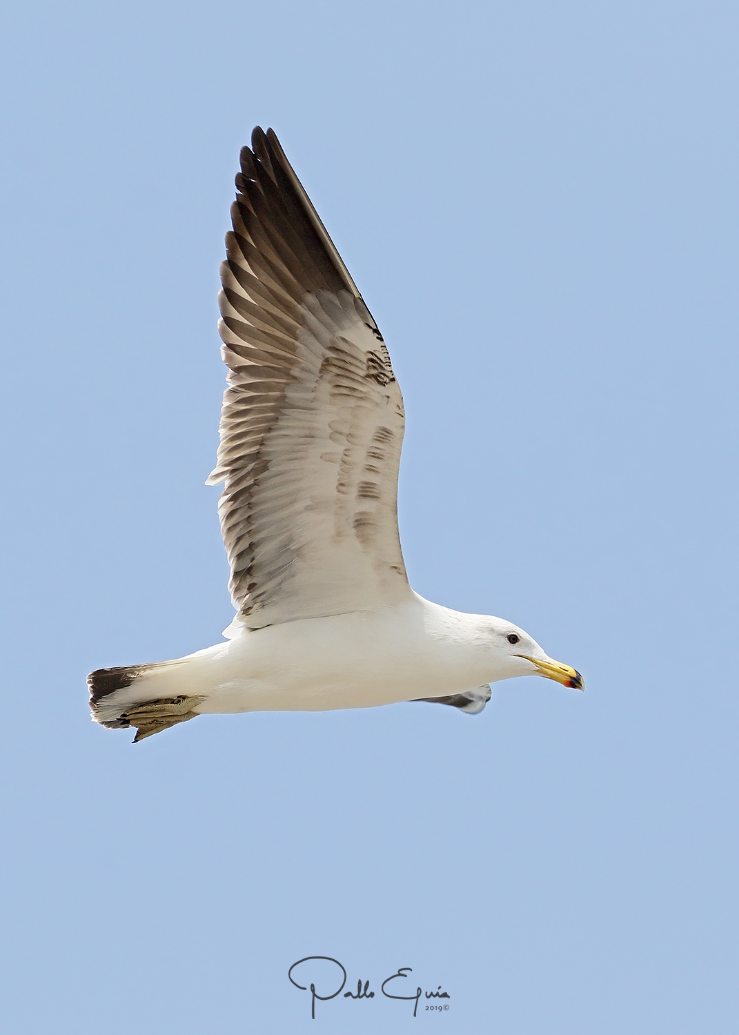 mis fotos de aves Larus belcheri Gaviota Simeon Belcher's Gull