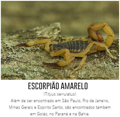 escorpiao-amarelo