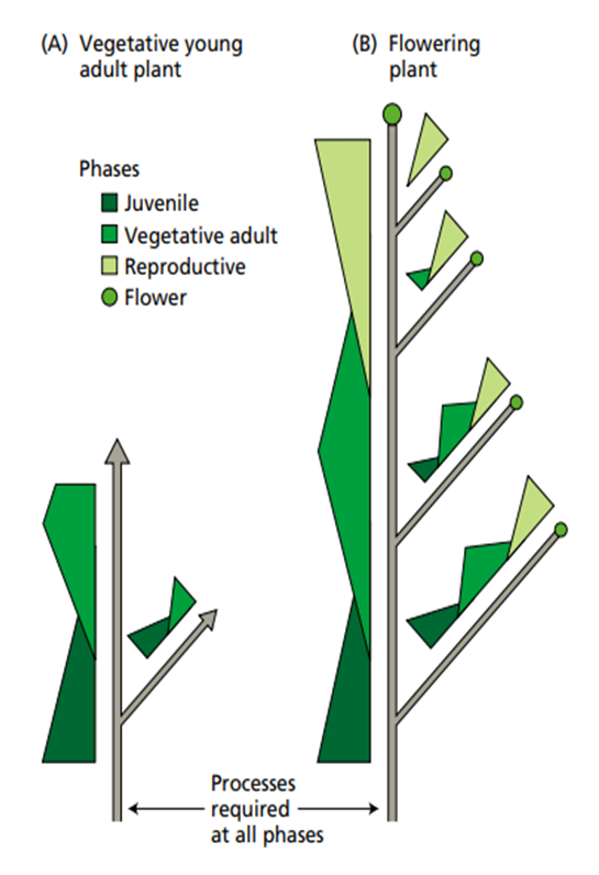 LET'S LEARN PLANTS Regulation of Floral Development (Part II)