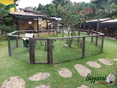 Pisadeira de pedra no jardim, com pedra moledo, formando as pisadeiras de pedra com pedras menores assentadas na massa, formando esse conjunto de pedras com tamanhos de 40 cm a 60 cm com juntas de 2 cm a 3 cm entre as pedras com 7 cm a 15 cm.