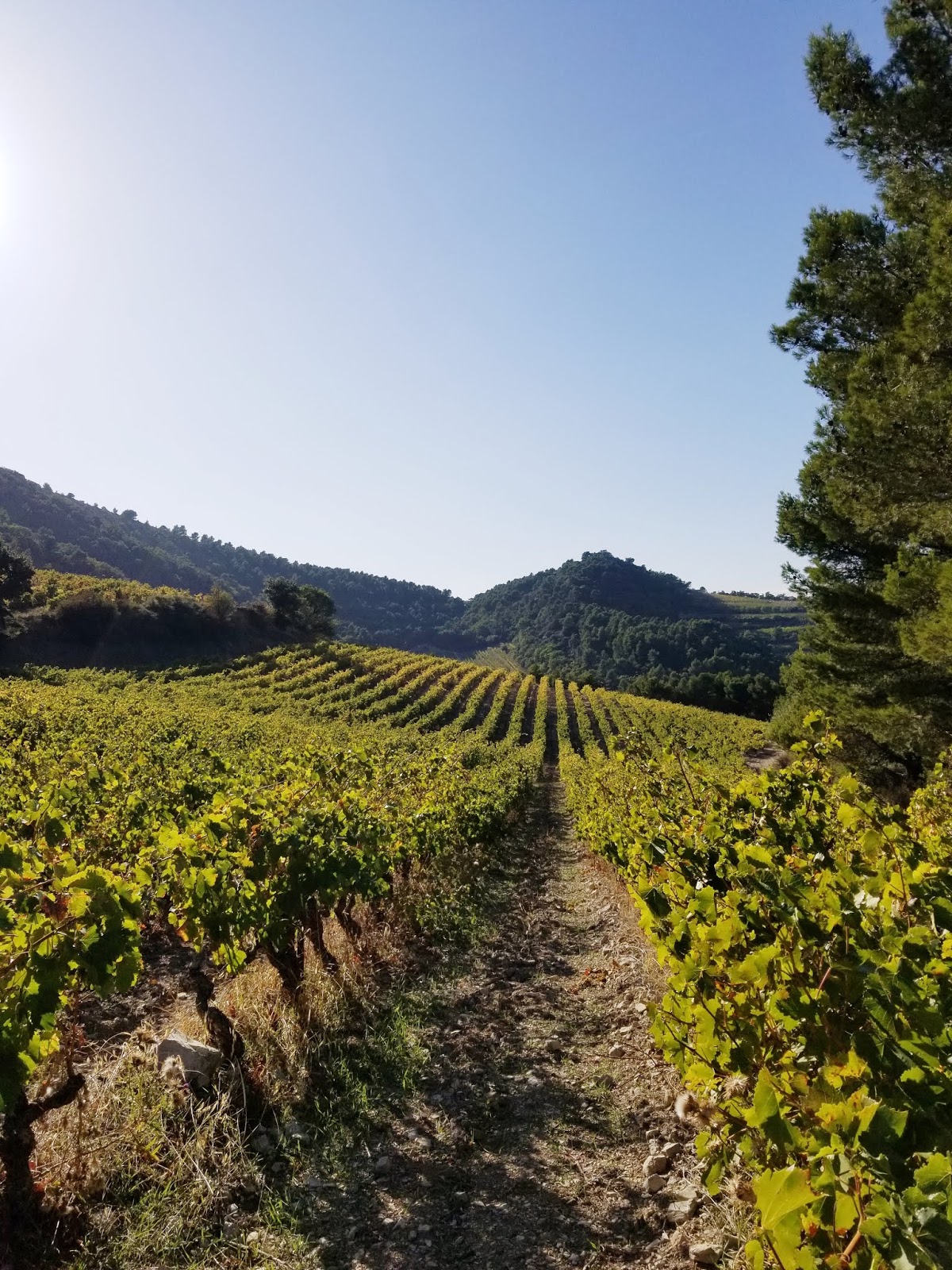 Our House in Provence, the Most Beautiful Region of France Wine
