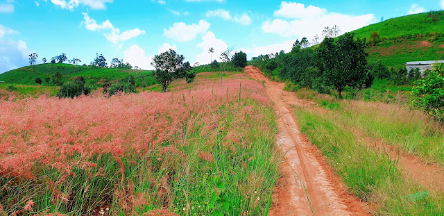 Đồi cỏ hồng Tà Nung