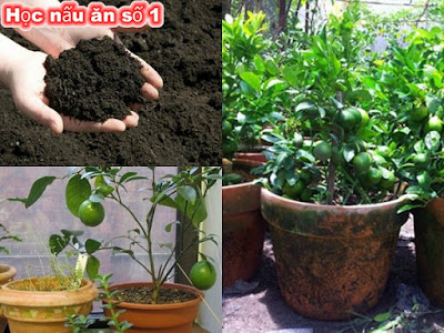 Cách trồng chanh trong chậu