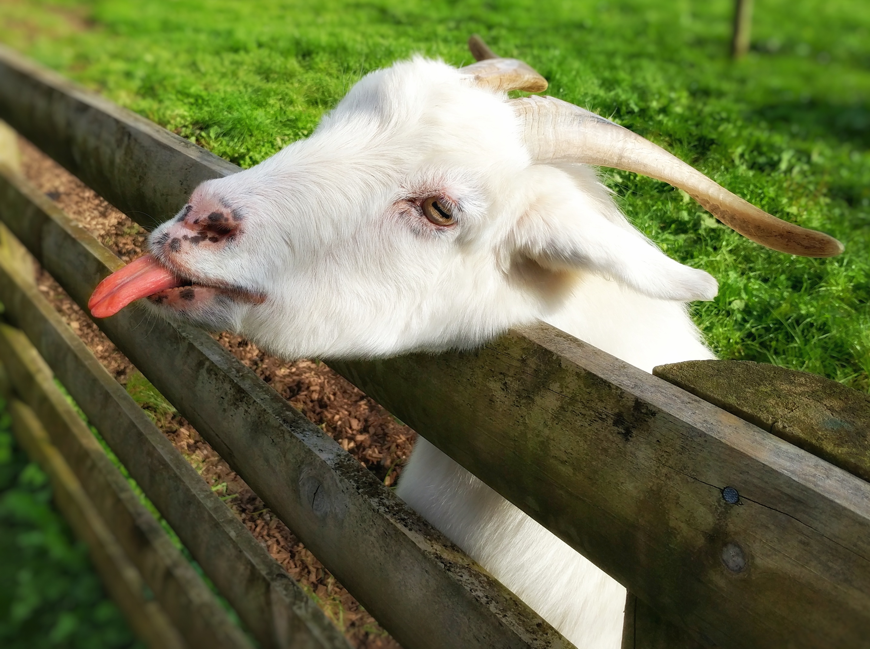 Goat poking it's tongue out