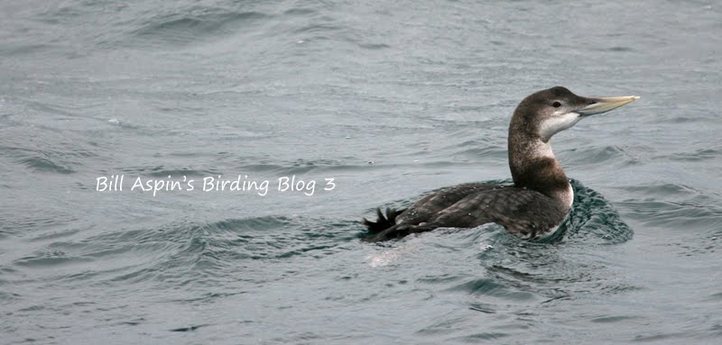 Bill Aspin's Birding Blog 3