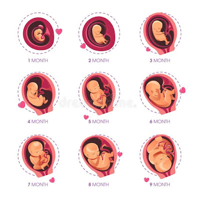 Fetal Development ; Stages of Baby Growth in the Womb