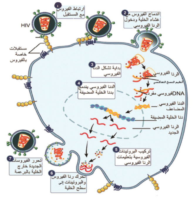 من امثلة الفيروسات الارتجاعية