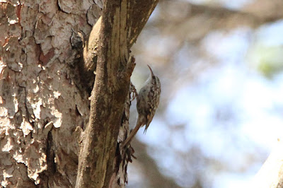 Raspinell comú (Certhia brachydactyla)