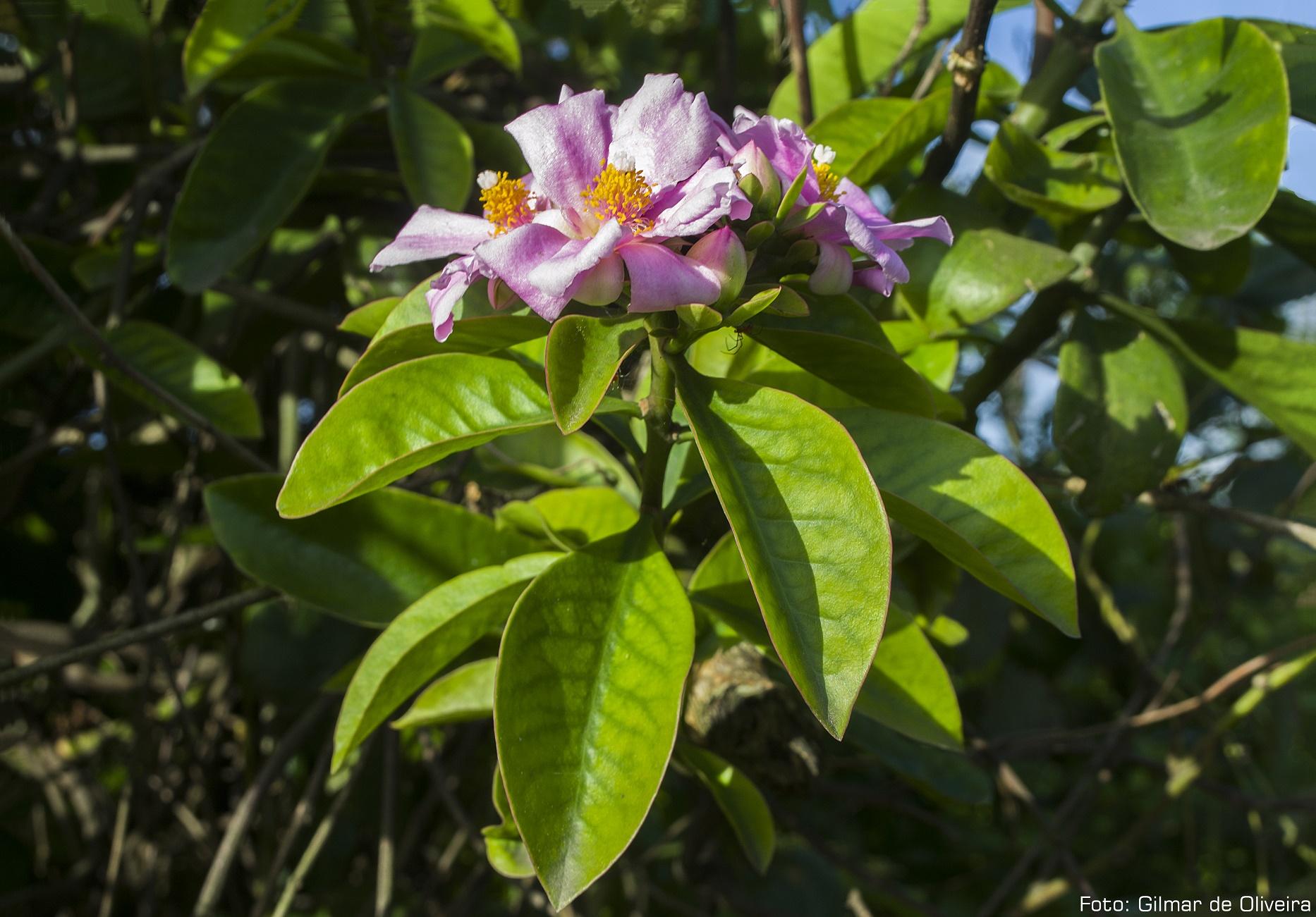 Candeias Bahia Orapronobis (Pereskia grandifolia) Benefícios incluindo folhas com 25 de Candeias Bahia Orapronobis (Pereskia grandifolia) Benefícios incluindo folhas com 25 de