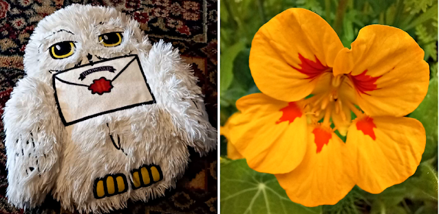 A hot water bottle and yellow and red flower