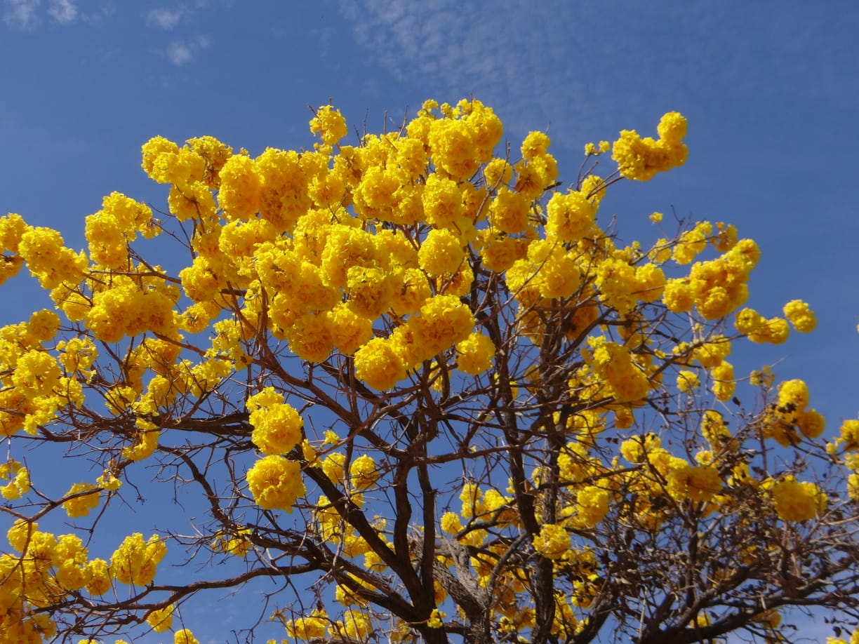 Temporada de floração de ipês colore o Cerrado