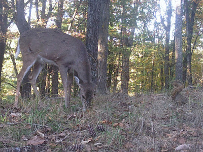 4R Ranch: Trail Cam #9