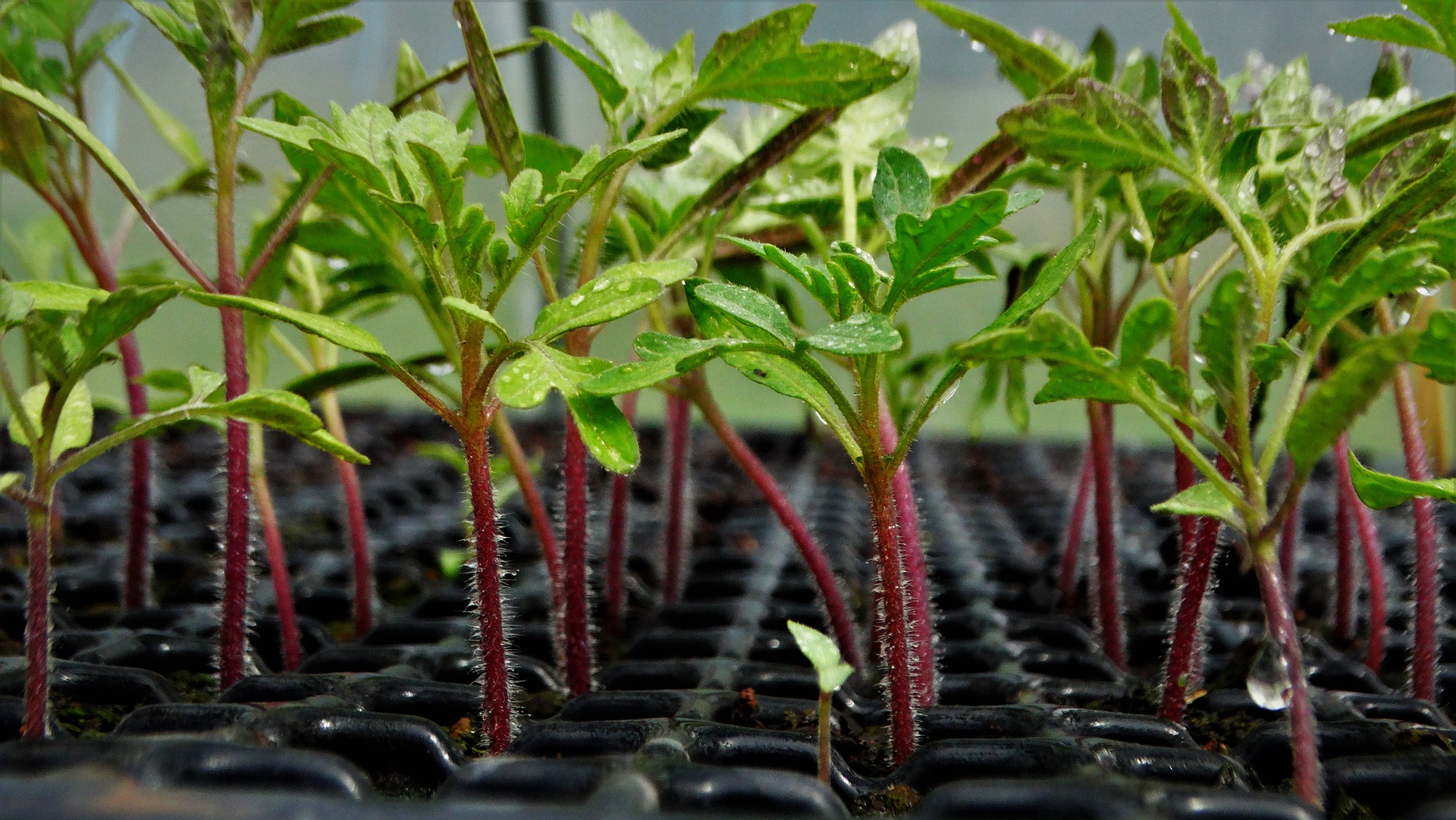 Planting tomatoes